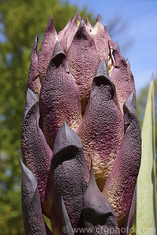 The maturing, soon to open flowerhead of Yucca schottii. Found in New Mexico and southern Arizona, this yucca has blue-green foliage and its trunk can be up to 5m tall It has a 75cm inflorescence of 5cm wide white flowers that most often open in autumn.