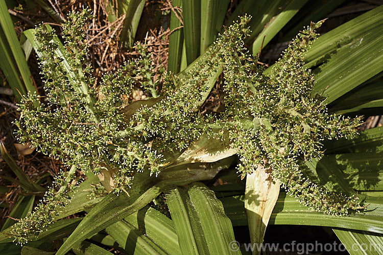 The flowerhead of a male Common Astelia (<i>Astelia nervosa</i>), this evergreen sword-leafed perennial is found naturally over most of New Zealand from low level through to around 1500m. There are separate male and female plants and it could be confused with flax (<i>Phormium spp</i>) when not in flower. astelia-2377htm'>Astelia. <a href='asteliaceae-plant-family-photoshtml'>Asteliaceae</a>.