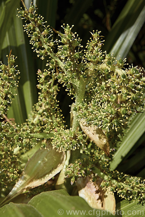 The flowerhead of a male Common Astelia (<i>Astelia nervosa</i>), this evergreen sword-leafed perennial is found naturally over most of New Zealand from low level through to around 1500m. There are separate male and female plants and it could be confused with flax (<i>Phormium spp</i>) when not in flower. astelia-2377htm'>Astelia. <a href='asteliaceae-plant-family-photoshtml'>Asteliaceae</a>.