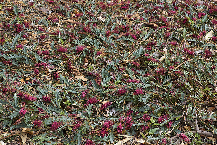 Grevillea 'Fanfare', a flat, spreading, long-flowering grevillea, that is thought to be a hybrid of Grevillea x gaudichaudii and Grevillea longifolia, though it may well be a G x gaudichaudii cultivar. It was registered in 1979 as 'Austraflora. Fanfare'