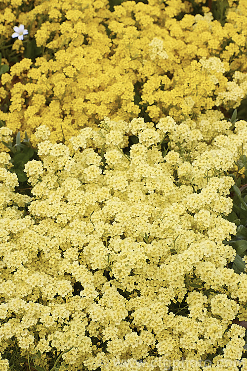 Two flower colour forms of Rock Cress (<i>Aurinia saxatilis [syn. Alyssum saxatile]). In the foreground is the primrose yellow 'Sulphurea', with the bright deep yellow cultivar 'Gold King' in the background. The parent species is a spring-flowering ground-cover perennial native to central and southeastern Europe. aurinia-2390htm'>Aurinia. .