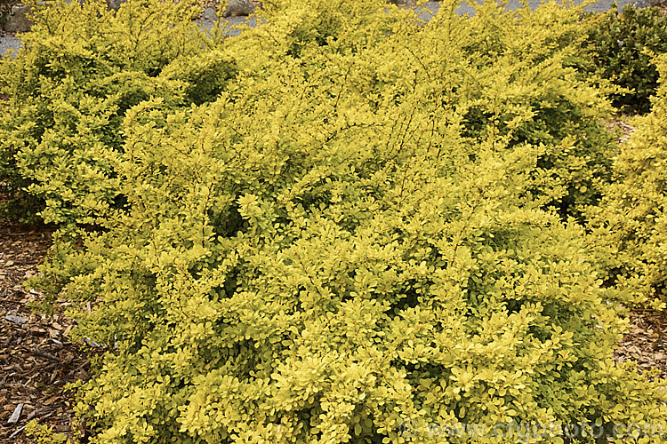 The bright spring foliage of Berberis thunbergii 'Aurea', a compact golden-yellow-foliaged cultivar of a deciduous, 1 x 2m tall barberry shrub native to Japan. It has thorny stems and small, red-marked, yellow flowers that open from mid-spring. Small red fruits may follow but are often sparse on this cultivar. berberis-2186htm'>Berberis. Order: Ranunculales, Family: Berberidaceae