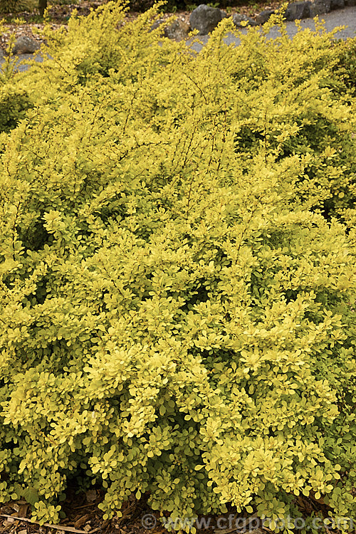 The bright spring foliage of Berberis thunbergii 'Aurea', a compact golden-yellow-foliaged cultivar of a deciduous, 1 x 2m tall barberry shrub native to Japan. It has thorny stems and small, red-marked, yellow flowers that open from mid-spring. Small red fruits may follow but are often sparse on this cultivar. berberis-2186htm'>Berberis. Order: Ranunculales, Family: Berberidaceae