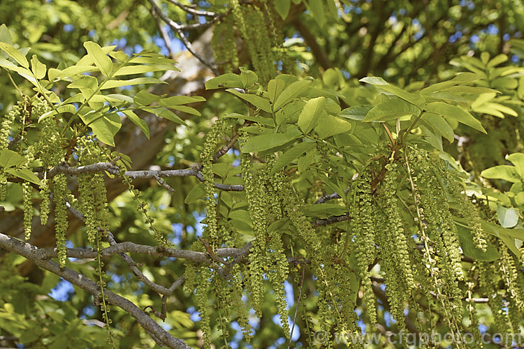 Pterocarya x rehderiana (<i>Pterocarya fraxinifolia x Pterocarya stenoptera</i>) in flower. This hybrid wingnut was raised by the Arnold. Arboretum in 1908. The flower catkins develop into clusters of small, winged seed pods known as nutlets. pterocarya-2764htm'>Pterocarya. <a href='juglandaceae-plant-family-photoshtml'>Juglandaceae</a>.