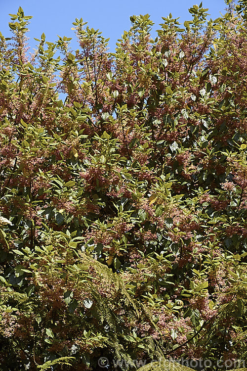 Wineberry or Makomako (<i>Aristotelia serrata</i>), an evergreen, 3-9m tall, spring-flowering tree native to New Zealand. The heads of small cherry red flowers are followed on female trees by dark red to black berries. Order: Oxidales, Family: Elaeocarpaceae