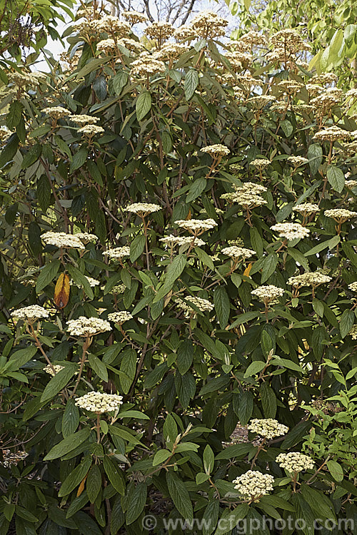 Viburnum rhytidophyllum, a spring-flowering evergreen shrub from central and western China that grows to around 6m high. The distinctive dark green rugose foliage has a tan indumentum on the underside. viburnum-2081htm'>Viburnum.. viburnum-2081htm'>Viburnum. <a href='adoxaceae-plant-family-photoshtml'>Adoxaceae</a>.