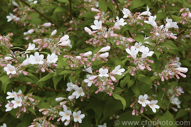 Beauty Bush (<i>Kolkwitzia amabilis</i>), a 2-35m. Beauty Bush (<i>Linnaea amabilis [syn. Kolkwitzia amabilis]), a 2-35m tall, deciduous, spring- to early summer-flowering shrub native to central China. It is similar to Weigela and the two genera are closely related, both members of the honeysuckle family (<i>Caprifoliaceae</i>). Order: Dipsacales, Family: Caprifoliaceae