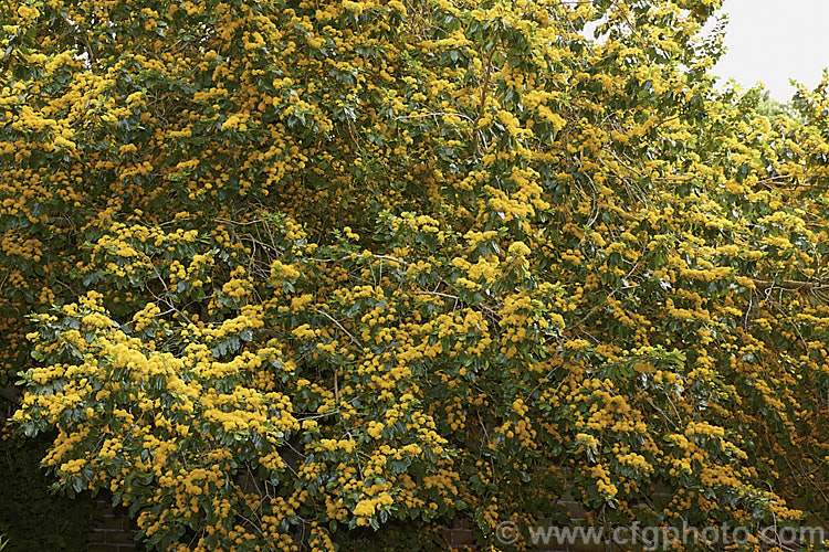 Azara serrata, an evergreen shrub or small tree native to Chile. It blooms in spring and although the flowers are similar to those of its better-known relative the Vanilla. Tree (<i>Azara microphylla</i>), they are larger and unscented. azara-2391htm'>Azara. <a href='salicaceae-plant-family-photoshtml'>Salicaceae</a>.