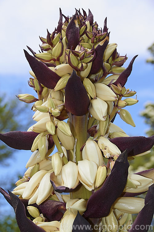 The just opening flowerhead of Yucca schottii, found in New Mexico and southern Arizona, this yucca has blue-green foliage and its trunk can be up to 5m tall It has a 75cm inflorescence of 5cm wide white flowers that open in autumn.