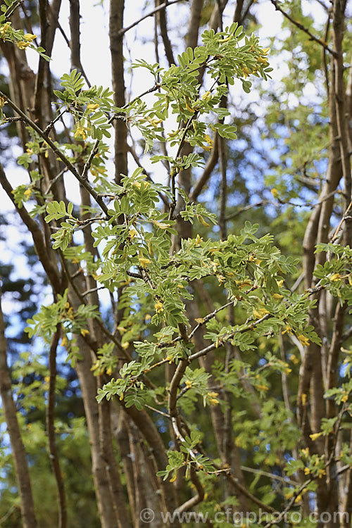 Siberian Pea. Tree (<i>Caragana arborescens [syn. Caragana boisii]), a deciduous shrub up to 6m high native to Siberia and Manchuria. It bears small yellow to orange pea-like flowers in spring and summer, followed by inflated seedpods. caragana-2640htm'>Caragana.