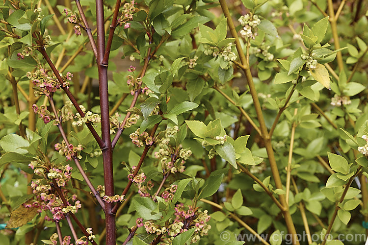 'Rosie Buckingham' and 'Aunt Nell'. Wineberries (<i>Aristotelia x fruserrata 'Rosie Buckingham' and 'Aunt Nell'), hybrids between Aristotelia fruticosa and Aristotelia serrata, two evergreen shrubs native to New Zealand. The cross occurs naturally and cultivars have also been deliberately bred as fruiting shrubs. The six cultivars of the Pioneer. Series differ in shape and size but all produce tasty, small, juicy fruits in deep pink to blackish red shades. Order: Oxidales, Family: Elaeocarpaceae