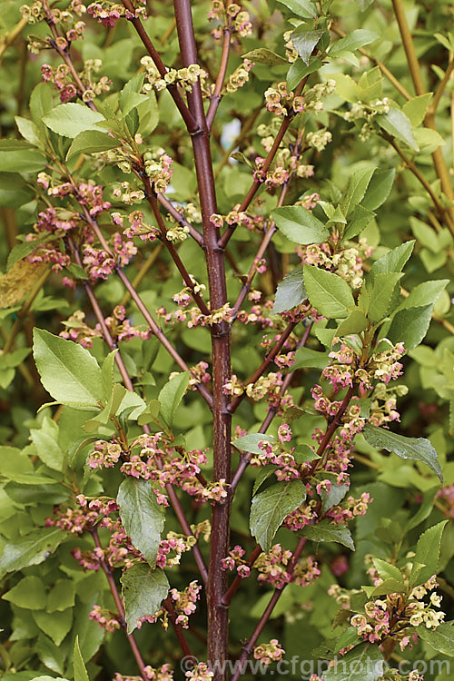 'Rosie Buckingham' Wineberry (<i>Aristotelia x fruserrata 'Rosie Buckingham'), a hybrid between Aristotelia fruticosa and Aristotelia serrata, two evergreen shrubs native to New Zealand. The cross occurs naturally and cultivars have also been deliberately bred as fruiting shrubs. The six cultivars of the Pioneer. Series differ in shape and size but all produce tasty, small, juicy fruits in deep pink to blackish red shades. Order: Oxidales, Family: Elaeocarpaceae