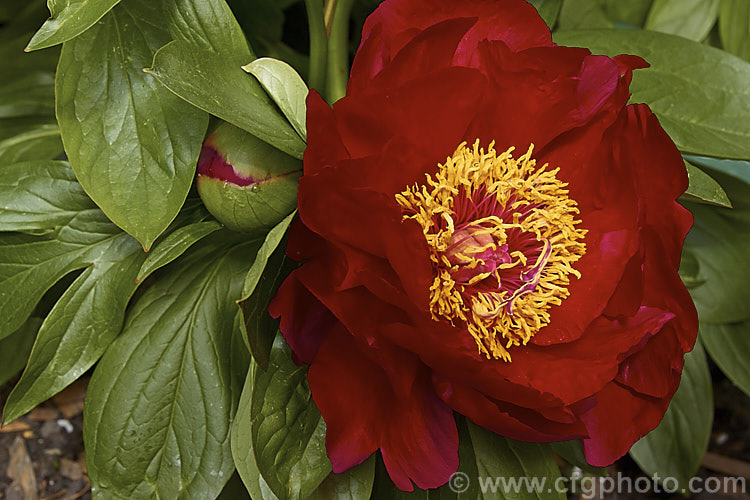 Paeonia 'Postilion', a Paeonia lactiflora x Paeonia officinalis hybrid peony raised by Saunders in 1941. It has large flowers early in the season and grows to around 90cm high. paeonia-2089htm'>Peony. <a href='paeoniaceae-plant-family-photoshtml'>Paeoniaceae</a>.