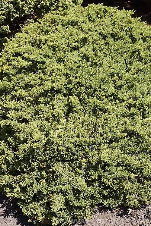 Juniperus procumbens 'Nana', a very compact dwarf, spreading juniper with light green foliage and particularly dense foliage. It grows to around 40cm tall but may spread to over 15m wide. Order: Pinales, Family: Cupressaceae