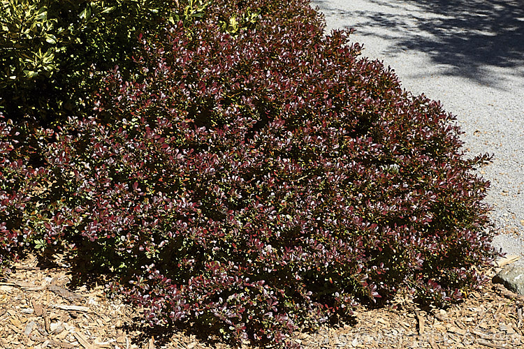 Berberis thunbergii 'Atropurpurea. Nana', a low, very compact cultivar of a deciduous, 1 x 2m tall barberry native to Japan. The purple-bronze foliage colour lasts through summer. berberis-2186htm'>Berberis. Order: Ranunculales, Family: Berberidaceae