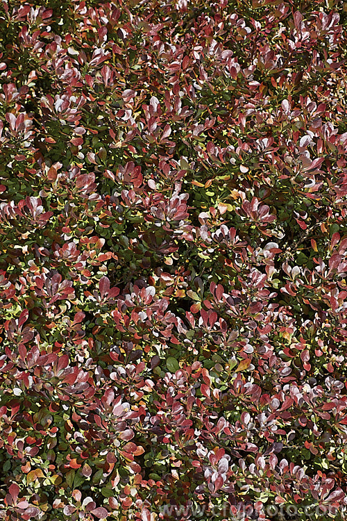 Berberis thunbergii 'Atropurpurea. Nana', a low, very compact cultivar of a deciduous, 1 x 2m tall barberry native to Japan. The purple-bronze foliage colour lasts through summer. berberis-2186htm'>Berberis. Order: Ranunculales, Family: Berberidaceae