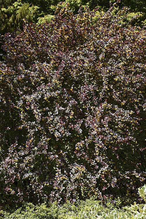 Berberis thunbergii 'Atropurpurea', a purple-bronze-leafed cultivar of a deciduous, 1 x 2m tall barberry native to Japan. The foliage colour lasts through summer. berberis-2186htm'>Berberis. Order: Ranunculales, Family: Berberidaceae