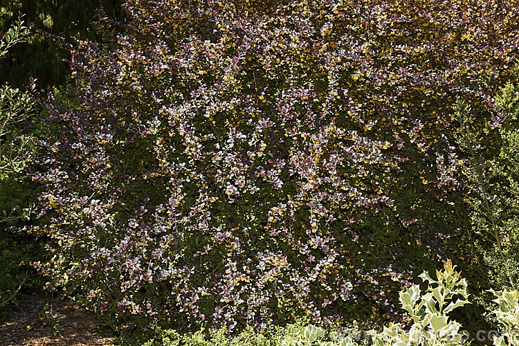 Berberis thunbergii 'Atropurpurea', a purple-bronze-leafed cultivar of a deciduous, 1 x 2m tall barberry native to Japan. The foliage colour lasts through summer. berberis-2186htm'>Berberis. Order: Ranunculales, Family: Berberidaceae