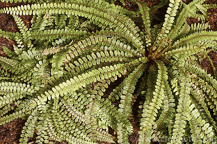 Kiwakiwa (<i>Blechnum fluviatile</i>), a spreading, rhizomatous fern with narrow fronds and distinctive wiry, dark brown fertile fronds. It may develop a short trunk with great age. Native to New Zealand and southeastern Australia, including Tasmania