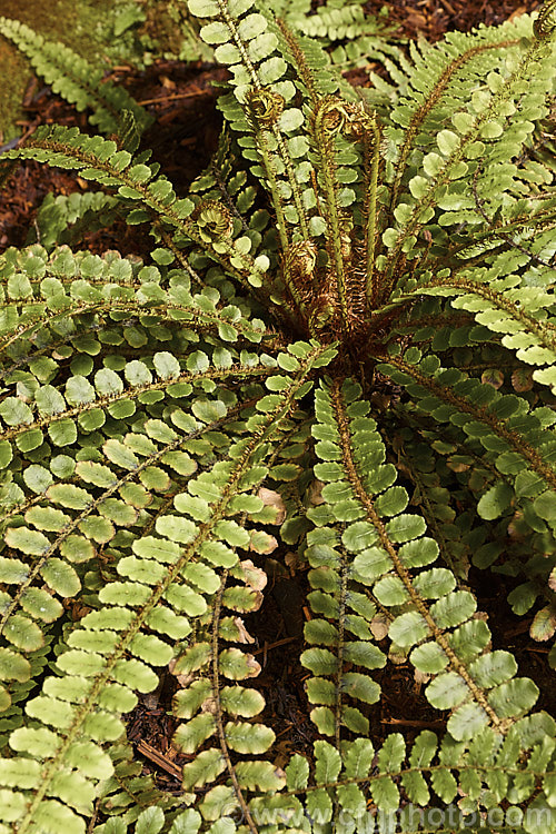 Kiwakiwa (<i>Blechnum fluviatile</i>), a spreading, rhizomatous fern with narrow fronds and distinctive wiry, dark brown fertile fronds. It may develop a short trunk with great age. Native to New Zealand and southeastern Australia, including Tasmania