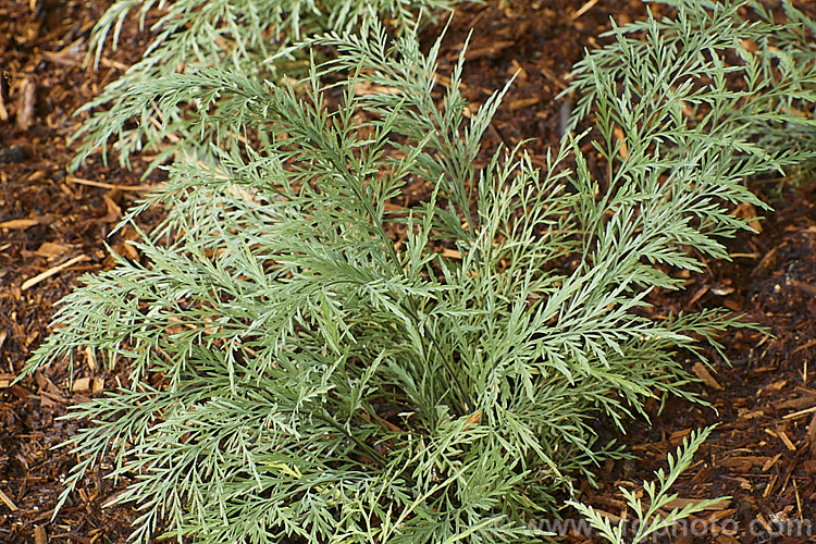 Hauraki. Spleenwort or Coastal Spleenwort (<i>Asplenium haurakiense [syn. Asplenium flaccidum subsp. haurakiense]), a fine-leaved fern found mainly in coastal areas of northern New Zealand It is now considered a distinct species, but was previously thought to be a subspecies of a small pendulous fern that is very common throughout New Zealand asplenium-2279htm'>Asplenium. <a href='aspleniaceae-plant-family-photoshtml'>Aspleniaceae</a>.