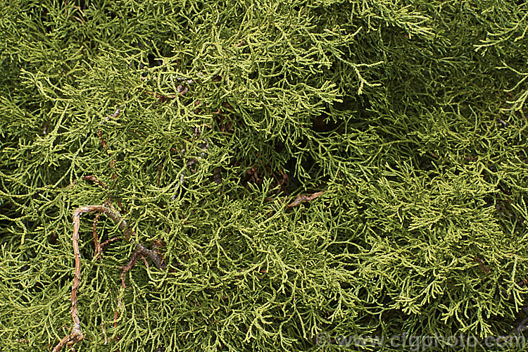 The foliage of Chamaecyparis obtusa 'Coralliformis', a whipcord-leafed. Hinoki. Cypress cultivar that is usually seen as a wiry-stemmed bush but that eventually develops into a small tree. It resembles the cultivar 'Lycopodioides'. chamaecyparis-2076htm'>Chamaecyparis. Order: Pinales, Family: Cupressaceae