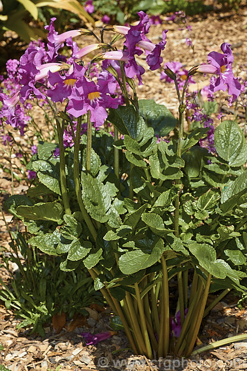 Incarvillea delavayi, a spring-flowering perennial found in southwest China at around 2000m altitude. Its large gloxinia-like flowers are very distinctive and unusually lush for a hardy herbaceous perennial. incarvillea-2451htm'>Incarvillea. <a href='bignoniaceae-plant-family-photoshtml'>Bignoniaceae</a>.