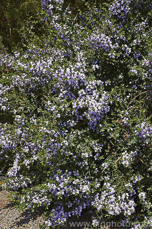 Westringia amabilis, found in Queensland and New South Wales, Australia, this spring-flowering evergreen shrub grows to around 3m tall westringia-2933htm'>Westringia.