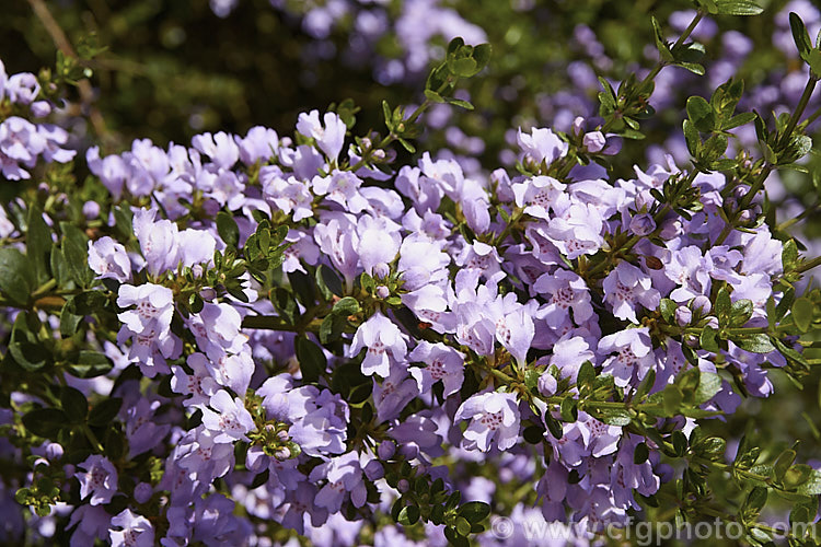 Westringia amabilis, found in Queensland and New South Wales, Australia, this spring-flowering evergreen shrub grows to around 3m tall westringia-2933htm'>Westringia.