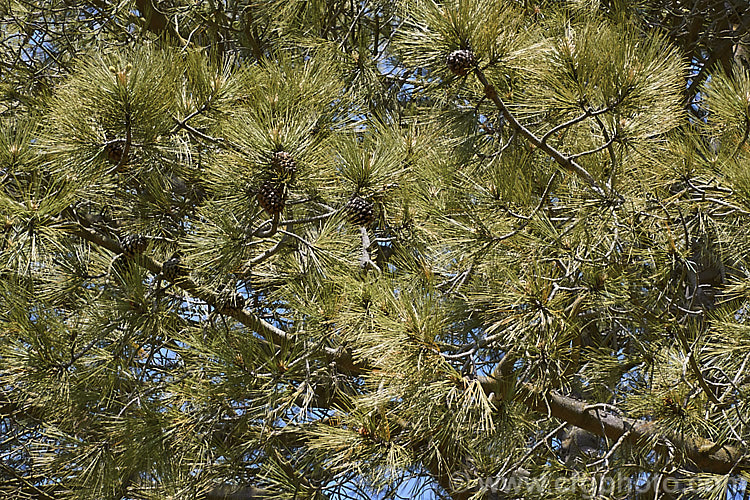 Foliage and cones of the Soledad. Pine or Torrey. Pine (<i>Pinus torreyana</i>), an evergreen coniferous tree that occurs naturally only in San. Diego. County, California. Its bark is deeply fissured and the needles can grow to 30cm long. It has a broad crown and can grow to 35m tall, though in the wild it rarely exceeds 15m in height. Order: Pinales, Family: Pinaceae