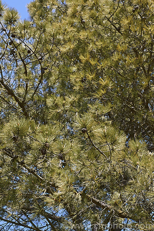 Foliage and cones of the Soledad. Pine or Torrey. Pine (<i>Pinus torreyana</i>), an evergreen coniferous tree that occurs naturally only in San. Diego. County, California. Its bark is deeply fissured and the needles can grow to 30cm long. It has a broad crown and can grow to 35m tall, though in the wild it rarely exceeds 15m in height. Order: Pinales, Family: Pinaceae