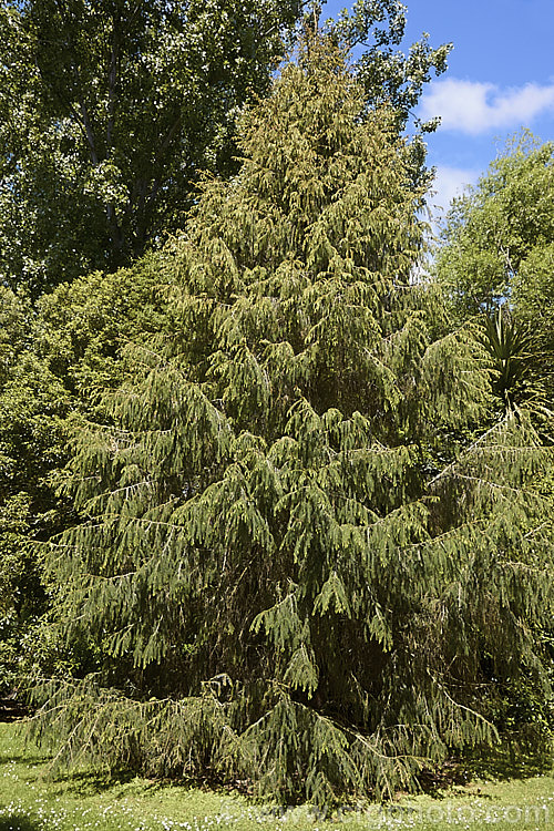 Sargent. Spruce (<i>Picea brachytyla</i>), this 40m tall conifer has a slightly weeping habit, dense branches and light green foliage. It is native to temperate Asia. picea-2080htm'>Picea. <a href='pinaceae-plant-family-photoshtml'>Pinaceae</a>.