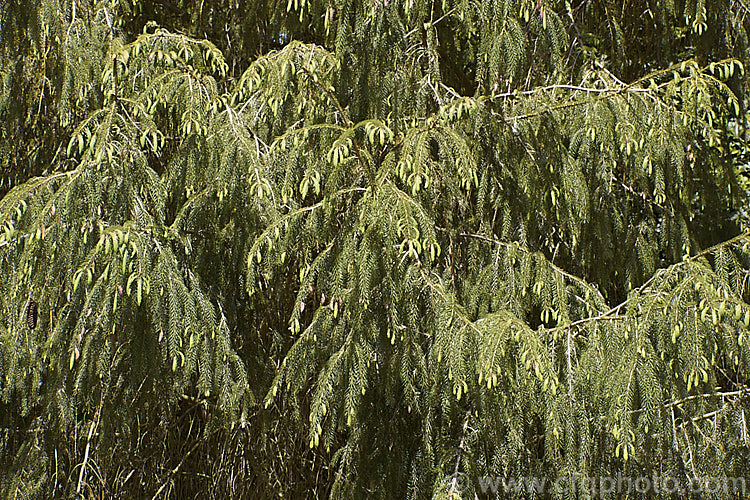 Spring foliage of the Sargent. Spruce (<i>Picea brachytyla</i>), this 40m tall conifer has a slightly weeping habit, dense branches and light green foliage. It is native to temperate Asia. picea-2080htm'>Picea. <a href='pinaceae-plant-family-photoshtml'>Pinaceae</a>.