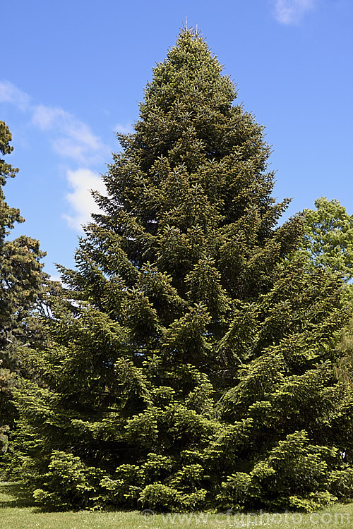 Sacred Fir (<i>Abies religiosa</i>), a robust and usually very regularly shaped 60m tall tree native to Mexico and Guatemala. In mild areas it grows quickly. Order: Pinales, Family: Pinaceae