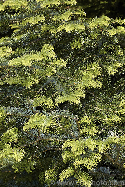 Sacred Fir (<i>Abies religiosa</i>) with young spring growth. This a robust and usually very regularly shaped 60m tall tree is native to Mexico and Guatemala. In mild areas it grows quickly. Order: Pinales, Family: Pinaceae