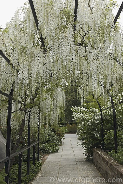 Wisteria floribunda 'Shiro. Noda', a white-flowered form of Japanese Wisteria distinguished from Chinese Wisteria (<i>Wisteria sinensis</i>) by its clockwise twining stems and by usually being more fully in leaf when in flower. wisteria-2308htm'>Wisteria.