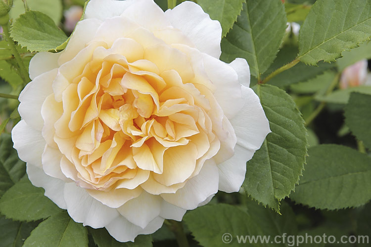 Rosa 'Grace' (<i>AUSleap x unnamed seedling</i>), a repeat-flowering. English shrub rose raised by David Austin of England in 2001. It grows to around 12m high and wide. Order: Rosales, Family: Rosaceae