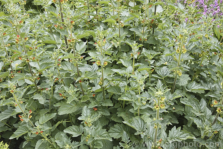 Scrophularia grandiflora, an early spring- to summer-flowering European herbaceous perennial. It grows to around 15m tall and develops rapidly from early spring. scrophularia-3298htm'>Scrophularia. <a href='scrophulariaceae-plant-family-photoshtml'>Scrophulariaceae</a>.