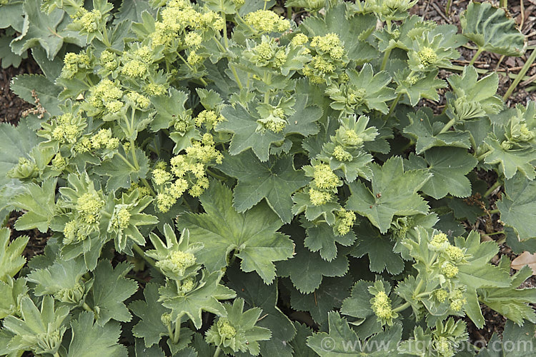 Alchemilla xanthochlora, a spreading. European perennial with flower stems up to 50cm high, though it is often more of a ground-cover. The flowerheads appear in late spring. alchemilla-2275htm'>Alchemilla.