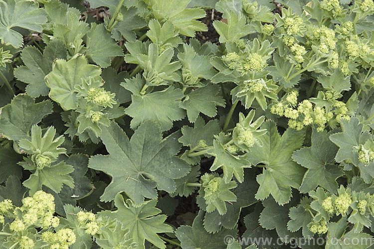 Alchemilla xanthochlora, a spreading. European perennial with flower stems up to 50cm high, though it is often more of a ground-cover. The flowerheads appear in late spring. alchemilla-2275htm'>Alchemilla.