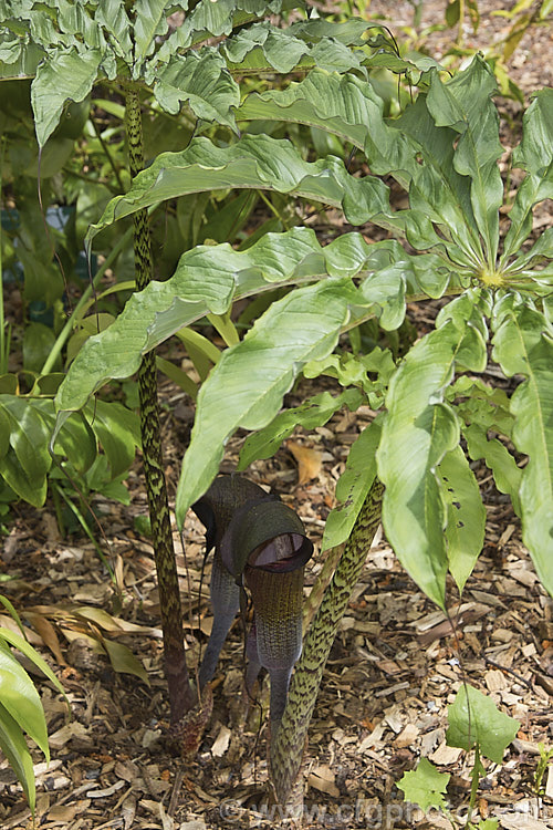 Arisaema exappendiculatum, a late spring- to early summer-flowering, tuberous-rooted, arum family perennial from Japan. It has large, lush leave and the short-lived flowerheads lack a conspicuous spadix. The spathe ranges in colour from pale green to deep reddish purple, with the degree of mottling increasing with the darkness of the spathe. Order: Alismatales, Family: Araceae