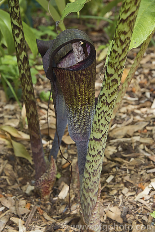 Arisaema exappendiculatum, a late spring- to early summer-flowering, tuberous-rooted, arum family perennial from Japan. It has large, lush leave and the short-lived flowerheads lack a conspicuous spadix. The spathe ranges in colour from pale green to deep reddish purple, with the degree of mottling increasing with the darkness of the spathe. Order: Alismatales, Family: Araceae