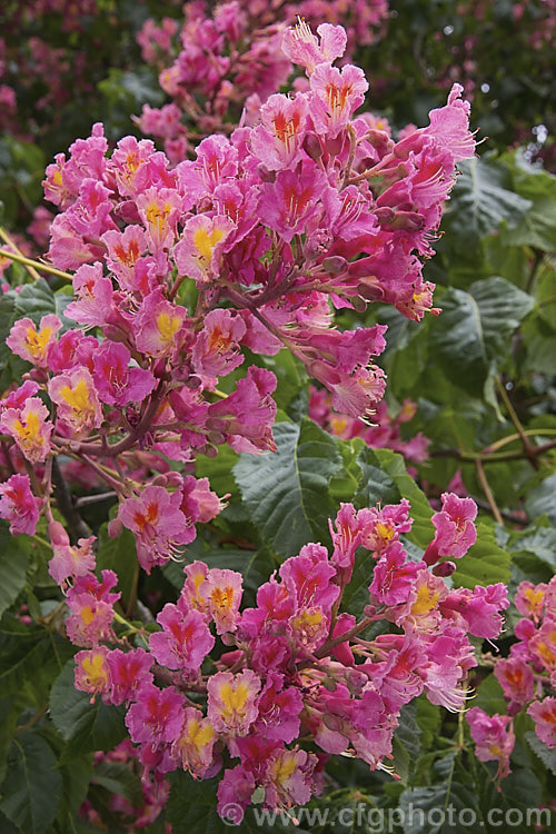 Aesculus x carnea 'Briotii', a cultivar of the Pink-flowered Horse Chestnut (<i>Aesculus hippocastanum</i> x <i>Aesculus pavia</i>), in flower, with a carpet of fallen petals. This deep pink-flowered hybrid horse chestnut is a 15-25m tall deciduous tree widely cultivated as a specimen or street tree. Order Sapindales, Family: Sapindaceae