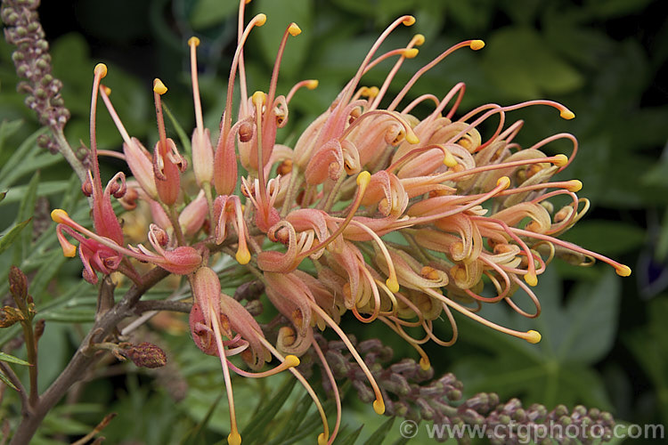 Grevillea 'Coconut. Ice' (<i>Grevillea bipinnatifida x Grevillea banksii 'Alba'), a cultivar of the same cross as 'Robyn. Gordon' and 'Mason's Hybrid', from which it differs in flower and foliage colour. It was introduced in 1984, grows to around 18 high x 2m wide and will tolerate light frosts