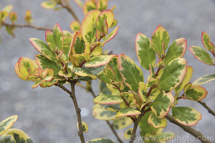 Azara integrifolia 'Variegata', a green, cream and pink variegated cultivar of an evergreen shrub native to Chile. The green leafed form grows to 4 m high but this variegated cultivar is considerably smaller. This is the foliage in winter, when the pink edges develop. azara-2391htm'>Azara. <a href='salicaceae-plant-family-photoshtml'>Salicaceae</a>.