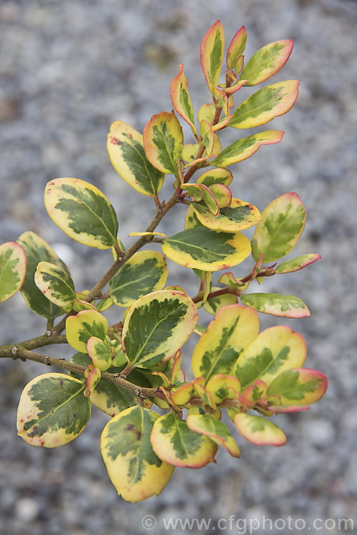 Azara integrifolia 'Variegata', a green, cream and pink variegated cultivar of an evergreen shrub native to Chile. The green leafed form grows to 4 m high but this variegated cultivar is considerably smaller. This is the foliage in winter, when the pink edges develop. azara-2391htm'>Azara. <a href='salicaceae-plant-family-photoshtml'>Salicaceae</a>.