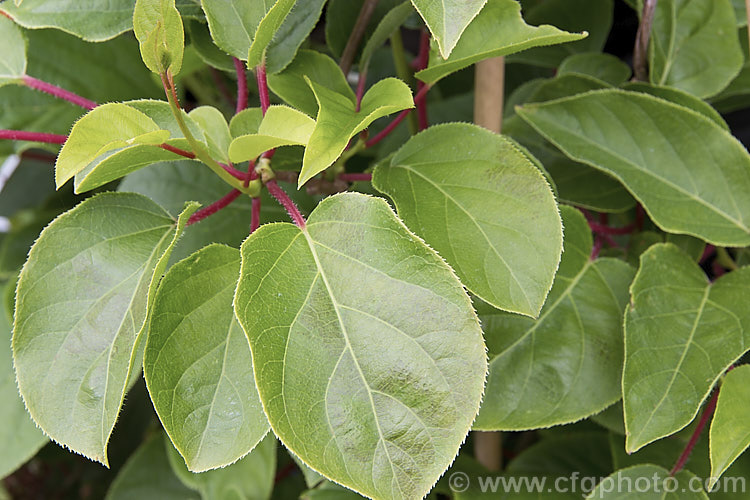 Kiwiberry or Kiwi. Berry (<i>Actinidia arguta</i>), the fruit of a strong-growing, heavy-fruiting deciduous vine native to North Korea, Northern China and neighbouring parts of China. Although of limited shelf life, the fruit has been developed for sale to capitalise on the success of its relative, the kiwifruit (<i>Actinidia chinensis</i>). The flavour resembles kiwifruit, but the fruit is smaller and may be eaten whole as the skin is smooth, not fuzzy like that of the kiwifruit. Order: Ericales, Family: Actinidiaceae