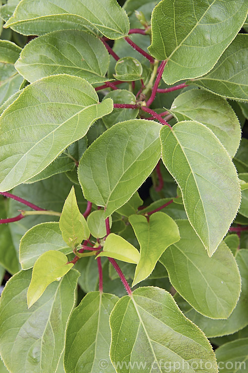 Kiwiberry or Kiwi. Berry (<i>Actinidia arguta</i>), the fruit of a strong-growing, heavy-fruiting deciduous vine native to North Korea, Northern China and neighbouring parts of China. Although of limited shelf life, the fruit has been developed for sale to capitalise on the success of its relative, the kiwifruit (<i>Actinidia chinensis</i>). The flavour resembles kiwifruit, but the fruit is smaller and may be eaten whole as the skin is smooth, not fuzzy like that of the kiwifruit. Order: Ericales, Family: Actinidiaceae