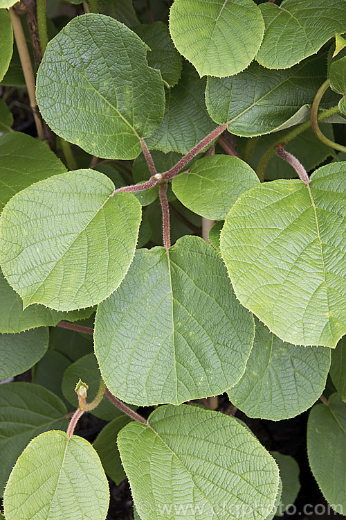 Kiwifruit (<i>Actinidia delisiosa</i>), a deciduous spring- to early summer-flowering vine native to China. Originally known in the west as Chinese Gooseberry, the name. Kiwifruit was popularised by New Zealand marketers when that country began commercial production of the distinctive green-fleshed, hairy brown fruit. The kiwifruit plant is an extremely vigorous plant that can cover a large area. Order: Ericales, Family: Actinidiaceae