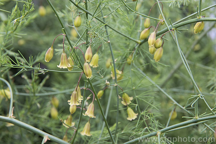 The flowers of Asparagus (<i>Asparagus officinalis</i>), a widely cultivated herbaceous perennial with edible new shoots that was originally native to Eurasia and North Africa. asparagus-2372htm'>Asparagus.